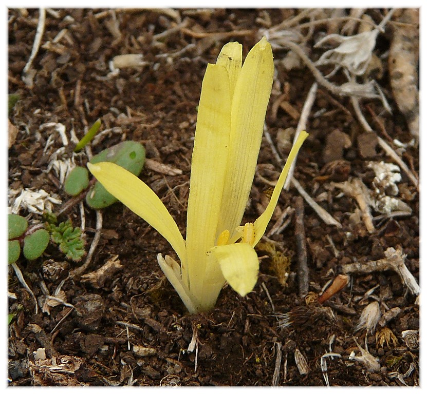 Sternbergia colchiciflora / Zafferanastro appenninico